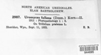 Uromyces fallens image